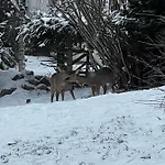 Шале Le De Juliette