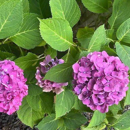 Le De Juliette Alpehytte *