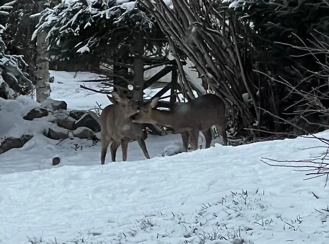 Alpehytte Le De Juliette