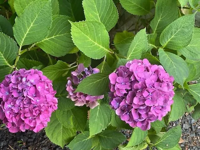 Le De Juliette Horská chata *