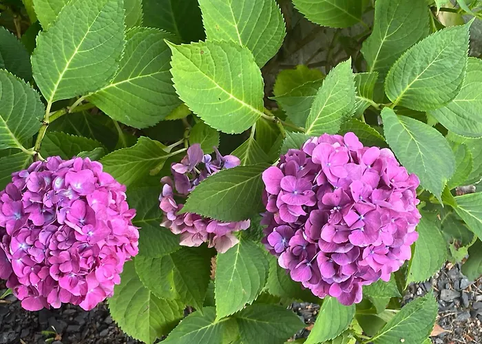 Le De Juliette Horská chata *